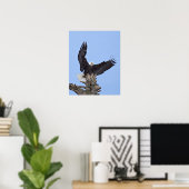 Bald-Adler (Haliäetus leucocephalus) mit Flügeln Poster (Heimbüro)