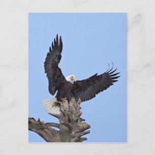 Bald-Adler (Haliäetus leucocephalus) mit Flügeln Postkarte