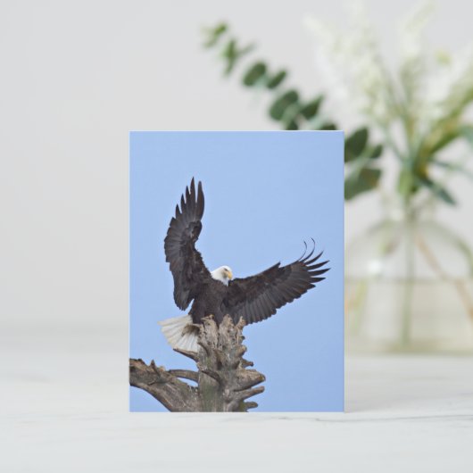 Bald-Adler (Haliäetus leucocephalus) mit Flügeln Postkarte (Stehend Vorderseite)