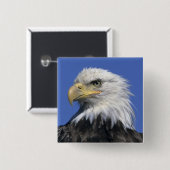 Bald-Adler (Haliäetus leucocephalus), wild, Button (Vorne & Hinten)