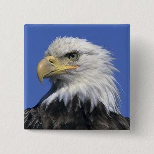 Bald-Adler (Haliäetus leucocephalus), wild, Button