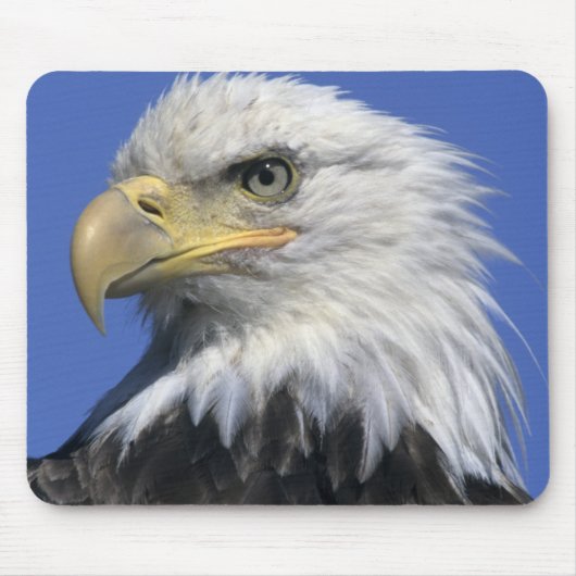 Bald-Adler (Haliäetus leucocephalus), wild, Mousepad (Vorne)