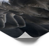 Bald-Adler (Haliäetus leucocephalus), wild, Poster (Ecke)