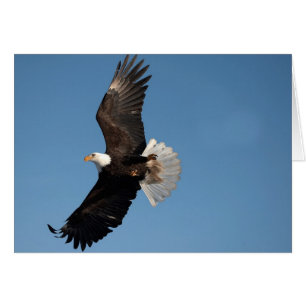 Bald Adler im Flug