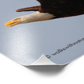 Bald Adler im Flug Fotodruck (Ecke)
