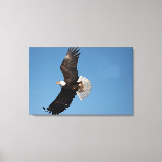 Bald Adler im Flug Leinwanddruck (Vorderseite)