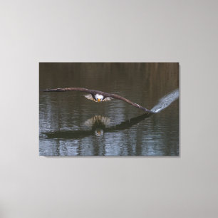 Bald Adler im Flug Leinwanddruck