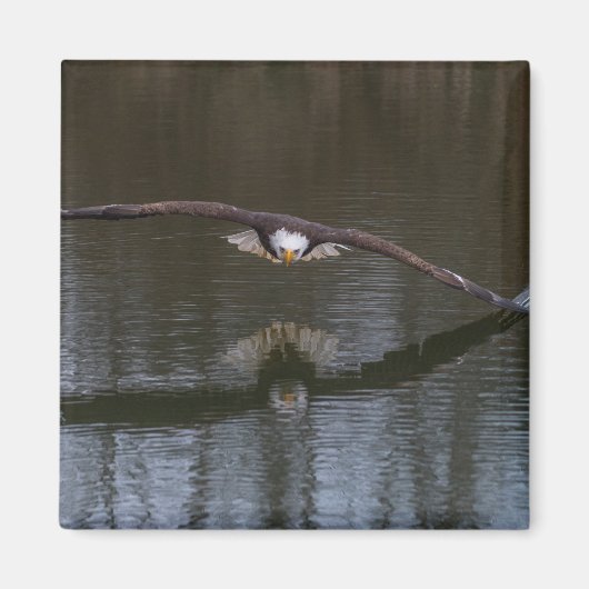 Bald Adler im Flug Magnet (Vorne)