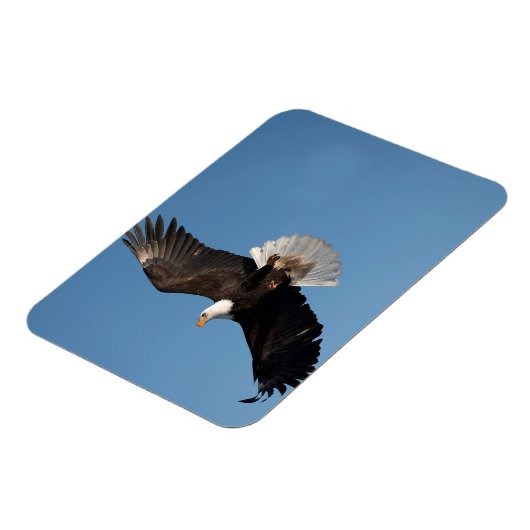 Bald Adler im Flug Magnet (Linke Seite)