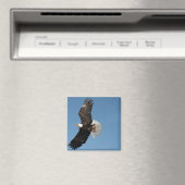 Bald Adler im Flug Magnet (In Situ (Geschirrspüler))