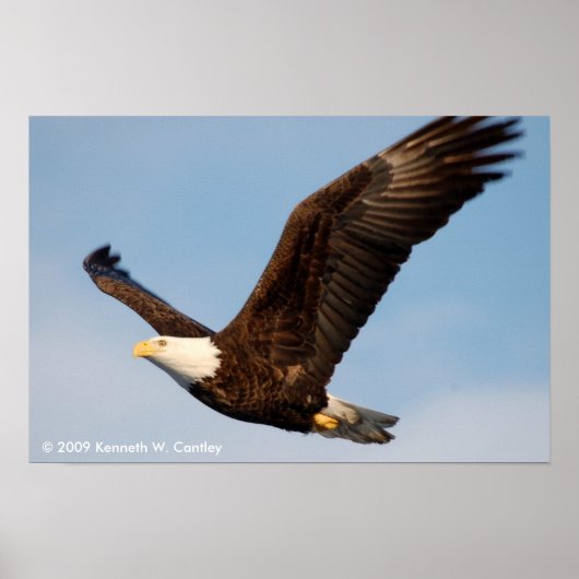 Bald Adler im Flug Poster (Vorne)