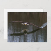 Bald Adler im Flug Postkarte (Vorne/Hinten)