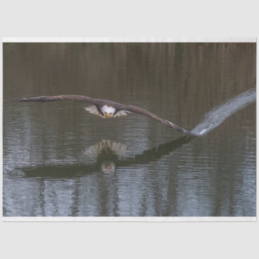 Bald Adler im Flug Seidenpapier (Vorderseite)