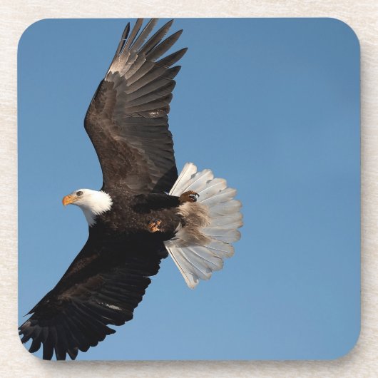Bald Adler im Flug Untersetzer (Vorderseite)