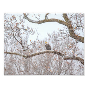 Bald Adler im Schnee Fotodruck