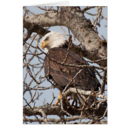 Bald-Adler in einem Baum