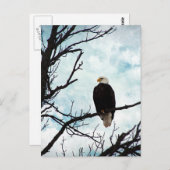 Bald Adler in einem Baum mit blauem Himmel und Wol Postkarte (Vorne/Hinten)