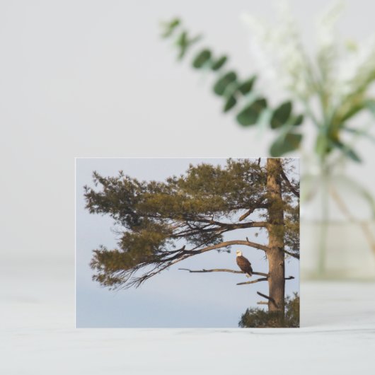 Bald-Adler in einem Kiefernbaum Postkarte (Stehend Vorderseite)