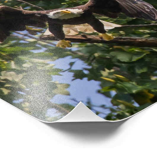 Bald Adler in einer Batman-Pose. Fotodruck (Ecke)