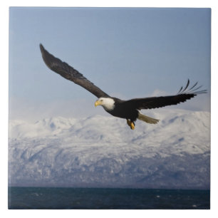 Bald Adler in Flight, Haliäetus leucocephalus, 3 Fliese