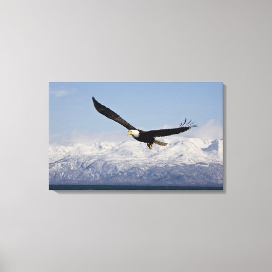 Bald Adler in Flight, Haliäetus leucocephalus, 4 Leinwanddruck (Vorderseite)