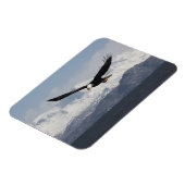 Bald Adler in Flight, Haliäetus leucocephalus, Magnet (Linke Seite)