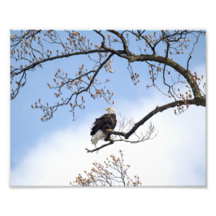 Bald Adler in Tulip Tree Fotodruck