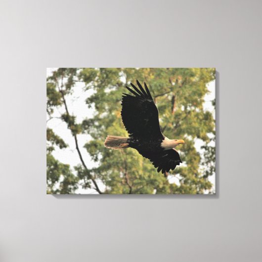 Bald-Adler in Wald Leinwanddruck (Vorderseite)