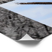 Bald-Adler, Junior Poster (Ecke)