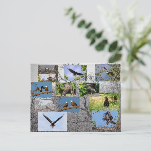 Bald-Adler, Junior Postkarte (Stehend Vorderseite)