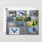 Bald-Adler, Junior Postkarte (Vorne/Hinten)