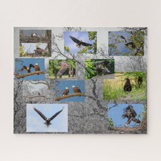 Bald-Adler, Junior Puzzle (Horizontal)