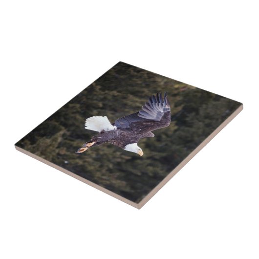 Bald Adler Keramik Tile Small (4,25" x 4,25") Fliese (Seite)
