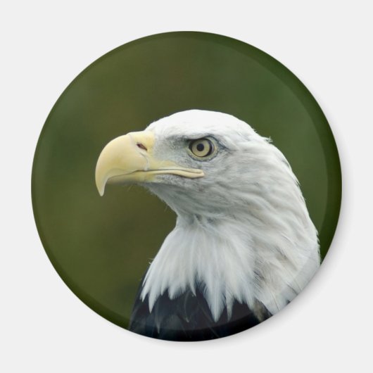 Bald-Adler-Kopfmagnet Magnet (Vorne)