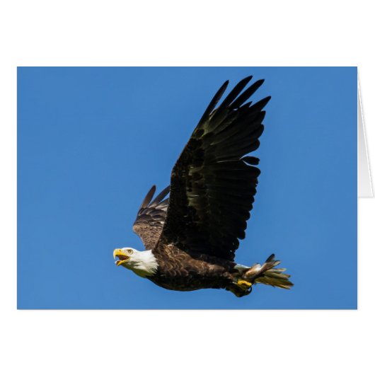 Bald Adler, Lass Mittagessen (Vorderseite (Horizontal))