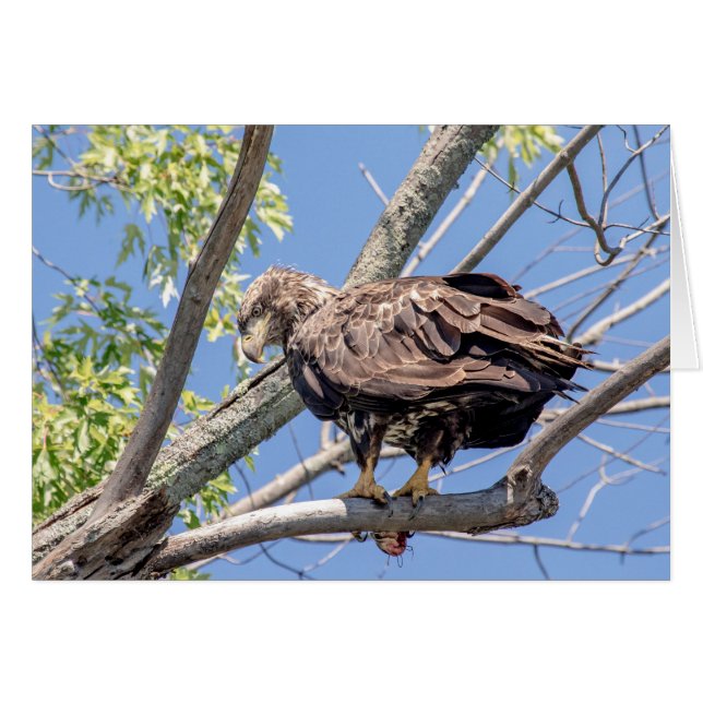 Bald-Adler mit Fisch (Vorderseite (Horizontal))