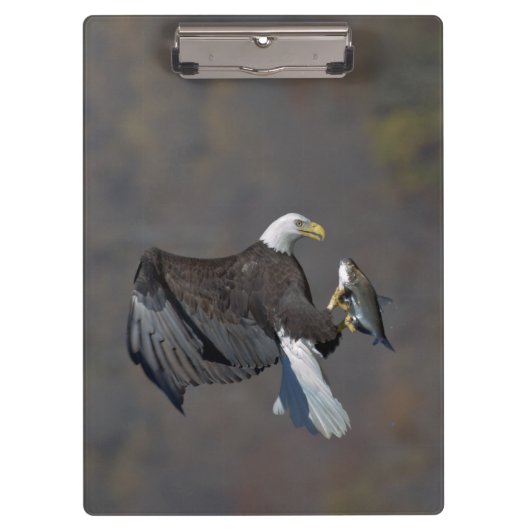 Bald-Adler mit Fisch Klemmbrett (Vorderseite)