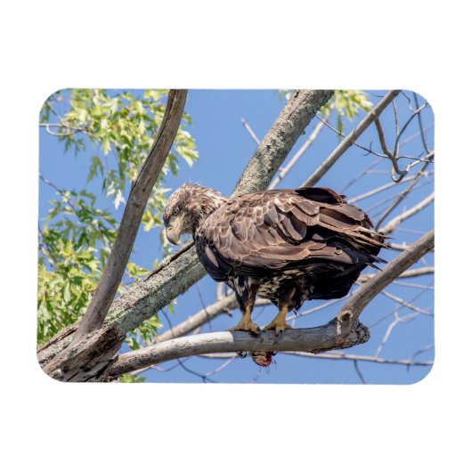 Bald-Adler mit Fisch Magnet (Horizontal)