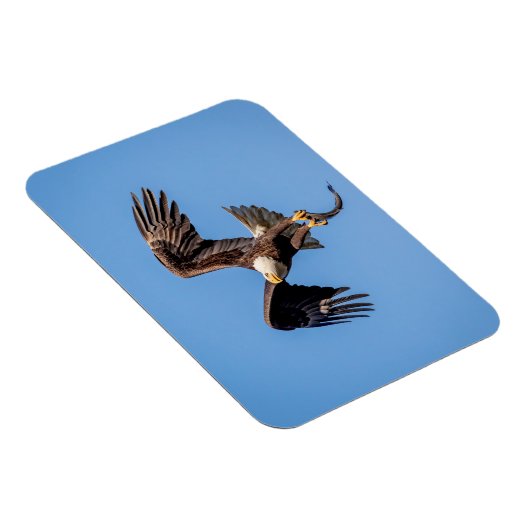 Bald-Adler mit Fisch Magnet (Rechte Seite)