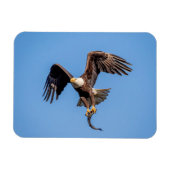 Bald-Adler mit Fisch Magnet (Horizontal)