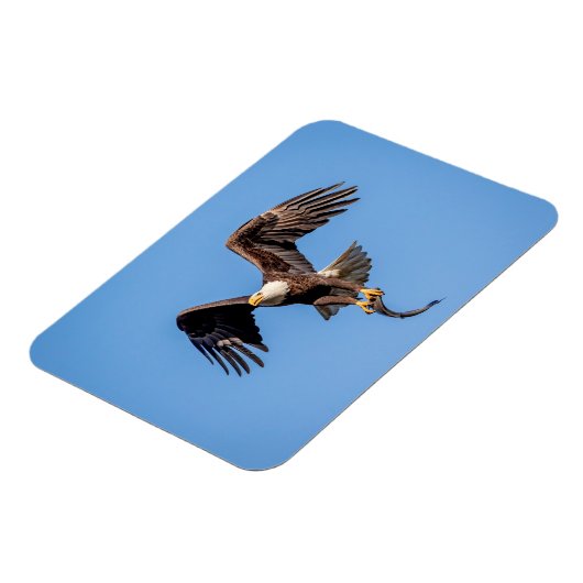 Bald-Adler mit Fisch Magnet (Linke Seite)