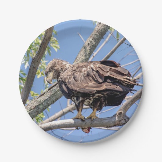 Bald-Adler mit Fisch Pappteller (Vorderseite)