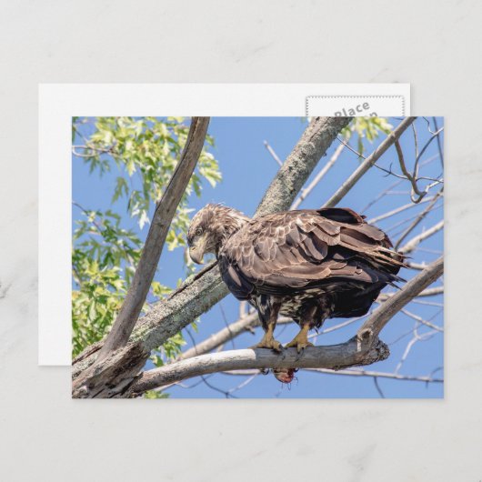 Bald-Adler mit Fisch Postkarte (Vorne/Hinten)
