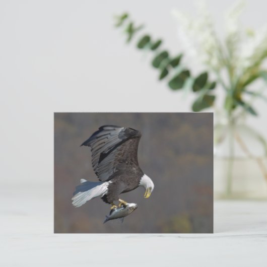 Bald-Adler mit Fisch Postkarte (Stehend Vorderseite)