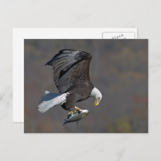 Bald-Adler mit Fisch Postkarte (Vorne/Hinten)
