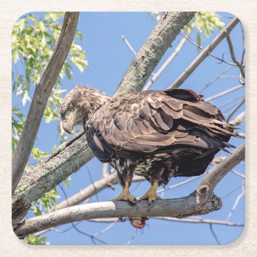 Bald-Adler mit Fisch Rechteckiger Pappuntersetzer (Vorderseite)