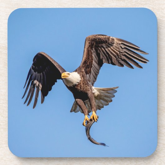 Bald-Adler mit Fisch Untersetzer (Vorderseite)