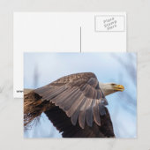 Bald-Adler mit Heu Postkarte (Vorne/Hinten)