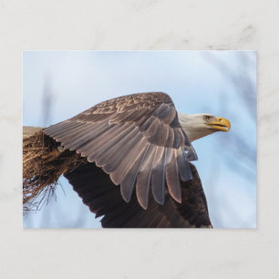 Bald-Adler mit Heu Postkarte