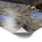 Bald-Adler mit Katfisch Fotodruck (Ecke)